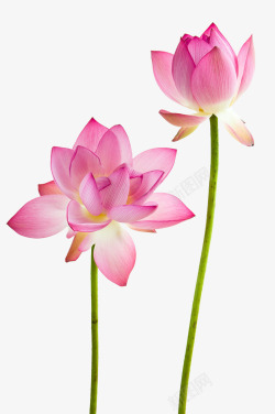 粉色盛开荷花鲜花的荷花高清图片