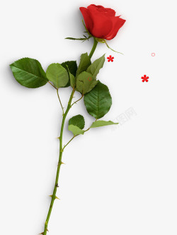 红色花玫瑰花鲜花元素高清图片