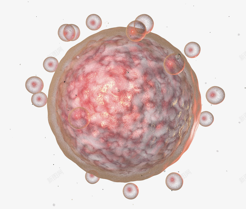 卵细胞3D医学插画png免抠素材_新图网 https://ixintu.com 健康 医疗 卫生保健 卵 卵子 卵细胞3D医学插画 生殖 生物学 细胞