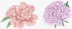 彩绘牡丹花朵牡丹花粉红牡丹花彩绘花朵高清图片