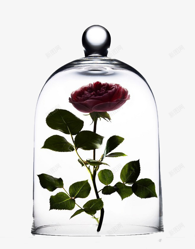 花卉png免抠素材_新图网 https://ixintu.com 植物 玫瑰 玻璃罩 绿色叶子 花朵
