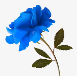 七夕节鲜花装饰蓝色玫瑰花高清图片