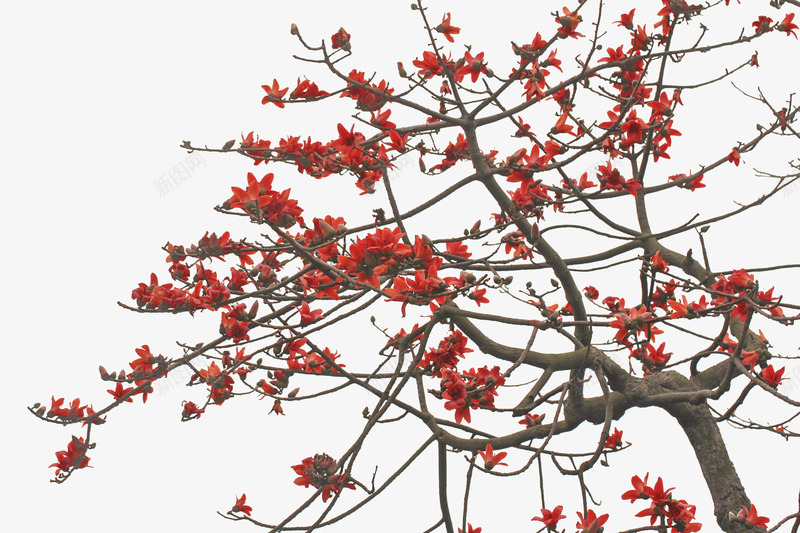 一棵树上绽放着一树红色的红棉花png免抠素材_新图网 https://ixintu.com 一树花 实物 棕色枝条 红棉花 红色 红花 绽放 绿色花托 花蕊