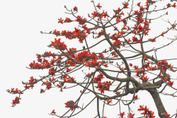 一棵树上绽放着一树红色的红棉花素材