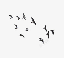 飞翔的鸟群水彩大雁高清图片
