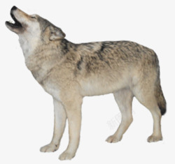 灰棕色呻吟的狼高清图片
