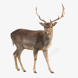 动物鹿哺乳类鹿高清图片