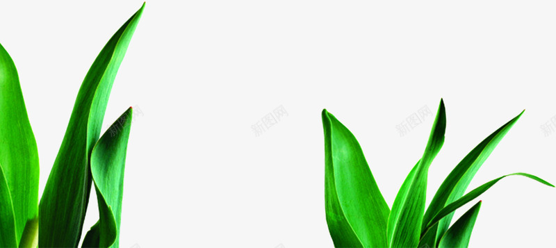 绿色植物叶子夏天png免抠素材_新图网 https://ixintu.com 叶子 夏天 植物 绿色
