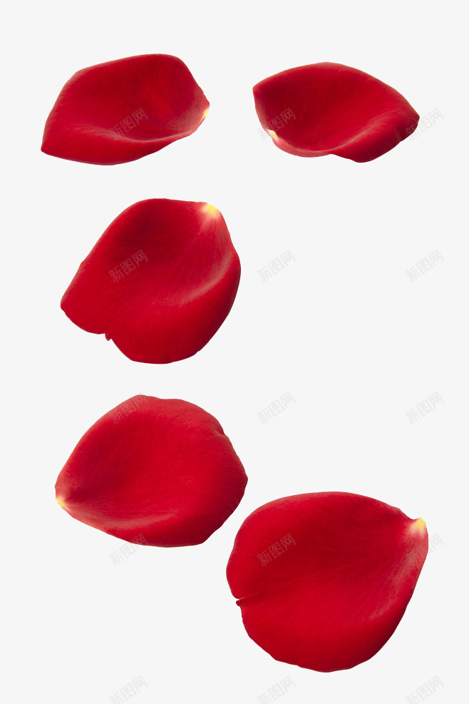 新鲜红色玫瑰花瓣png免抠素材_新图网 https://ixintu.com 一朵朵 新鲜 玫瑰 红色 花瓣 花瓣遍地 花飘落