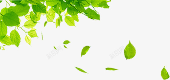 漂浮绿叶png免抠素材_新图网 https://ixintu.com 叶子 树叶 植物 漂浮素材 绿色 落叶