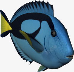 海底世界3d罗非鱼素材