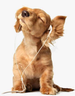 拟人和动物运动听音乐的小狗高清图片