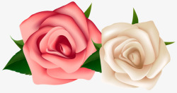 两朵玫瑰花素材