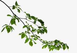 实物树枝PNG山茱萸枝叶高清图片