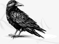 钢笔画鸟手绘鸟矢量图高清图片
