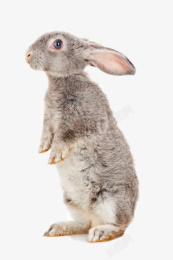 宝宝背景站立的兔子高清图片