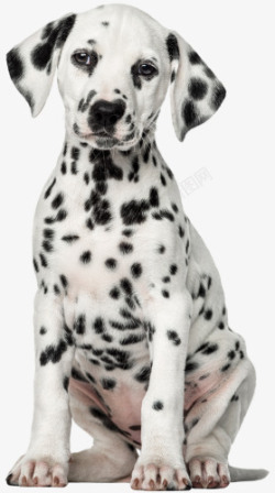 黑白斑点卡通斑点狗高清图片