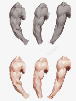 身体组织肌肉高清图片