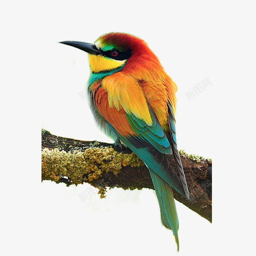 可爱的小鸟png免抠素材_新图网 https://ixintu.com 产品实物 可爱小鸟图片素材 树枝上的小鸟 色彩艳丽