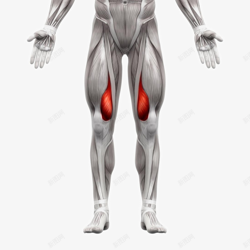 人体肌肉组织分布png免抠素材_新图网 https://ixintu.com 人体器官人体模型 人体结构图 人体肌肉组织分布 人体骨骼 医学研究 肌肉组织 肌肉锻炼 肱二头肌