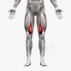 肌肉组织人体肌肉组织分布高清图片