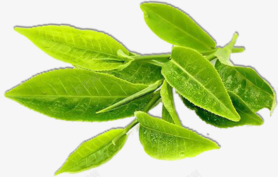 绿色春茶茶叶植物png免抠素材_新图网 https://ixintu.com 春茶 植物 绿色 茶叶