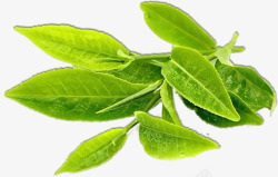 绿色春茶茶叶植物素材