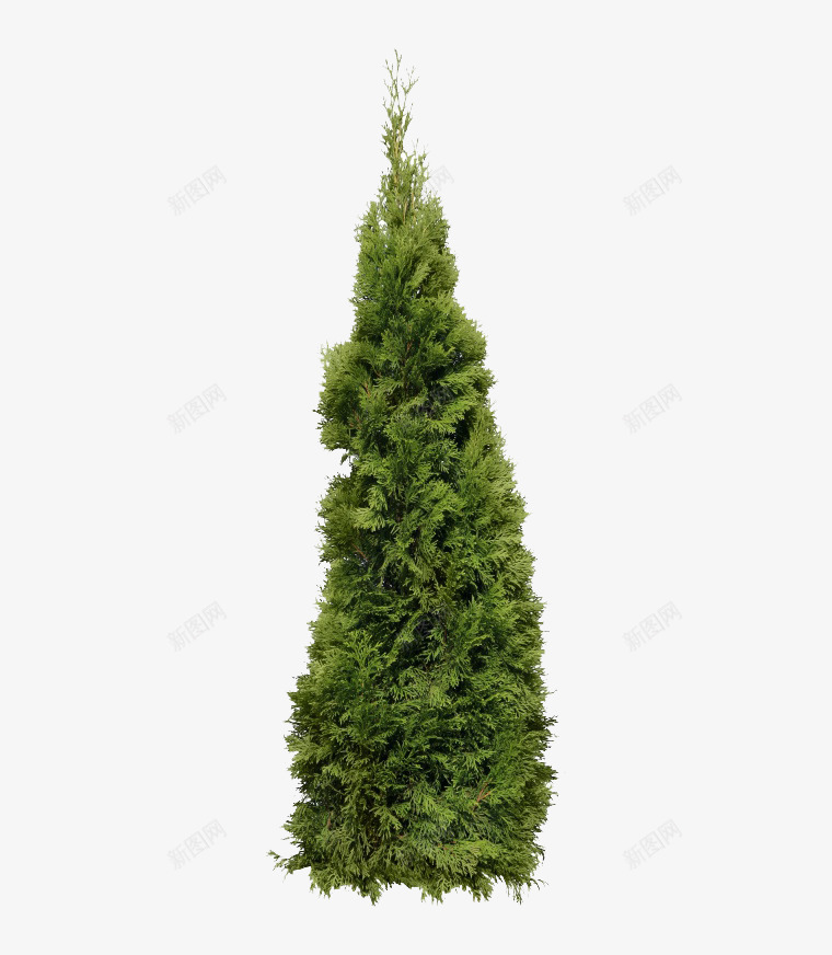 一颗圣诞树png免抠素材_新图网 https://ixintu.com png素材 产品实物 圣诞节 常青树 树木 植物 绿色