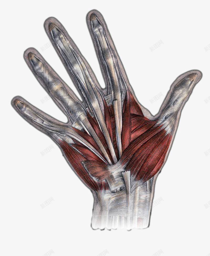 手肌理骨骼肌肉组织png免抠素材_新图网 https://ixintu.com 手背 手背肌理 手背肌肉组织 手背骨骼