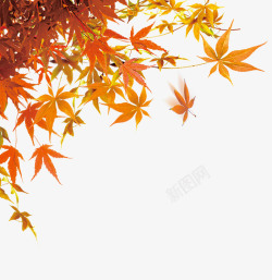 秋叶大多数枫叶高清图片