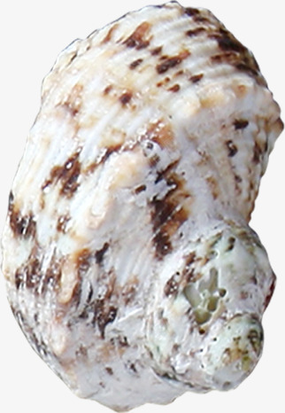 白色棕色斑点海螺png免抠素材_新图网 https://ixintu.com 斑点 棕色 海螺 白色