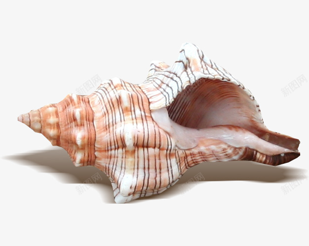 海生物海螺png免抠素材_新图网 https://ixintu.com 免抠图片 海底 海生物 海螺 贝壳类