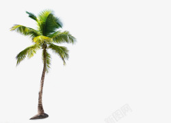 海岛椰树素材