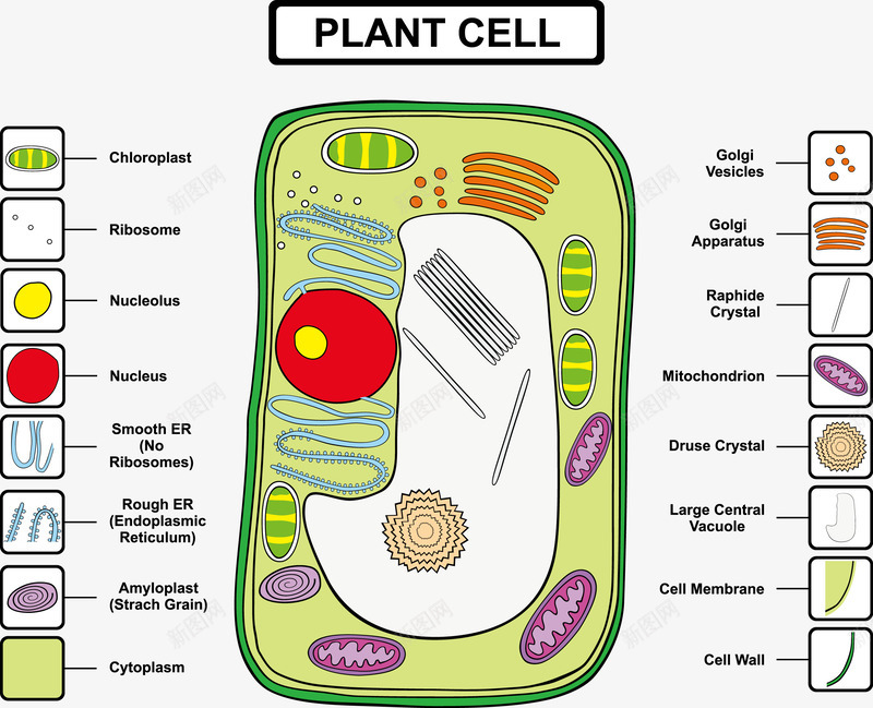 植物细胞结构分析矢量图eps免抠素材_新图网 https://ixintu.com 学习 植物细胞 结构分析 装饰 矢量图