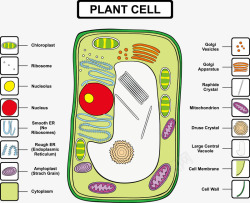 植物细胞结构分析矢量图素材