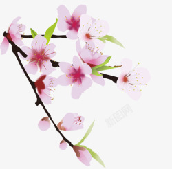 粉红叶子娇艳的桃花春天元素桃花枝高清图片