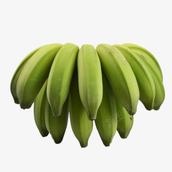 一串绿色的新鲜小米蕉实物素材