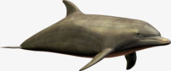 棕色海豚动物素材