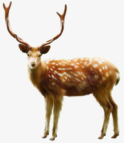动物肖像摄影圣诞麋鹿摄影动物高清图片