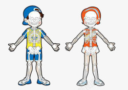 骨架PNG图卡通儿童骨架图高清图片