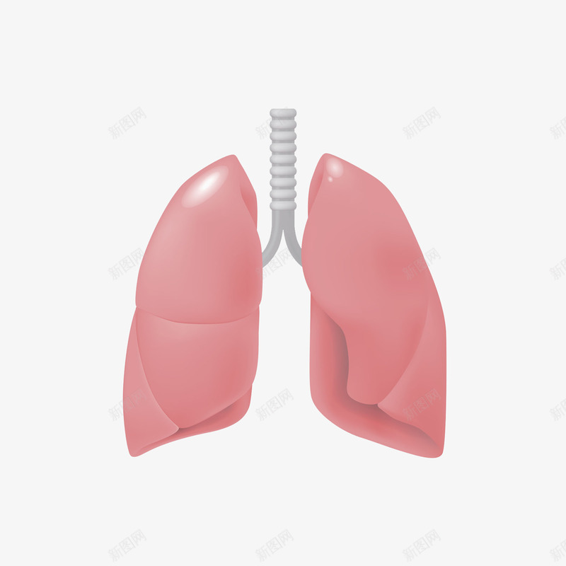 人体器官肺png免抠素材_新图网 https://ixintu.com 五脏六腑 人体器官 内脏组织 器官模型 器官肢体 经络剖面 肌肉骨骼 背部