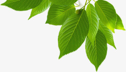 绿色树叶与丝带装饰绿色春天树叶树枝装饰高清图片