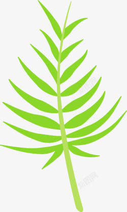 热带植物棕榈叶叶子图素材