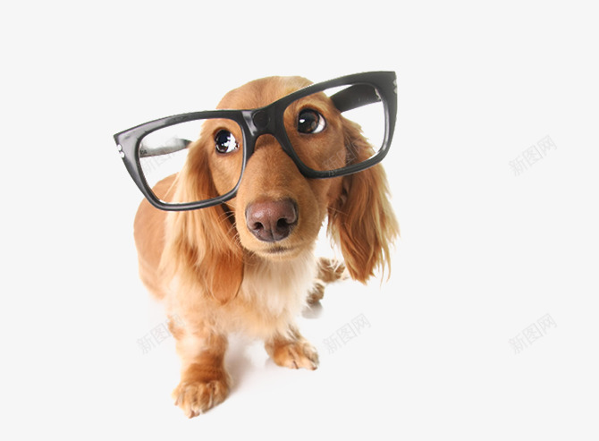戴眼镜的小狗片png免抠素材_新图网 https://ixintu.com 人类的朋友 免抠素材小狗图片 宠物图片 棕色的小狗图片