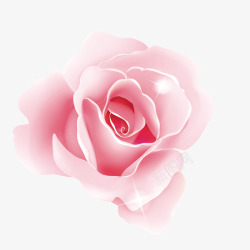 玫瑰花粉色鲜花高清图片