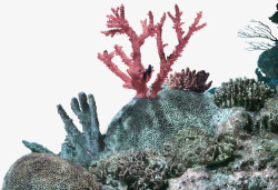 装饰图片海参绿色清新海底海参装饰图案高清图片