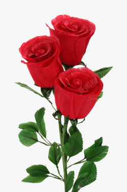漂亮植物热情的玫瑰花高清图片