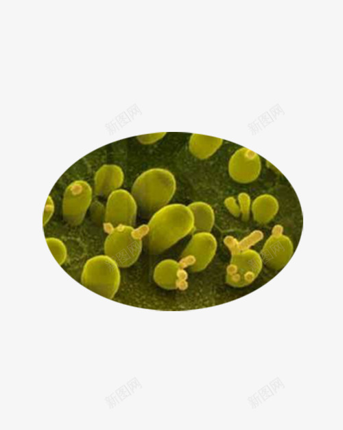 酵母菌png免抠素材_新图网 https://ixintu.com 微生物 显微镜下实物 酵母菌