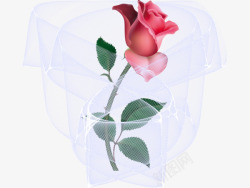 玫瑰花包装素材