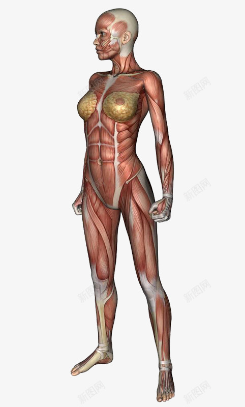医疗保健png免抠素材_新图网 https://ixintu.com 女性 组织 肌肉 膝盖 骨骼